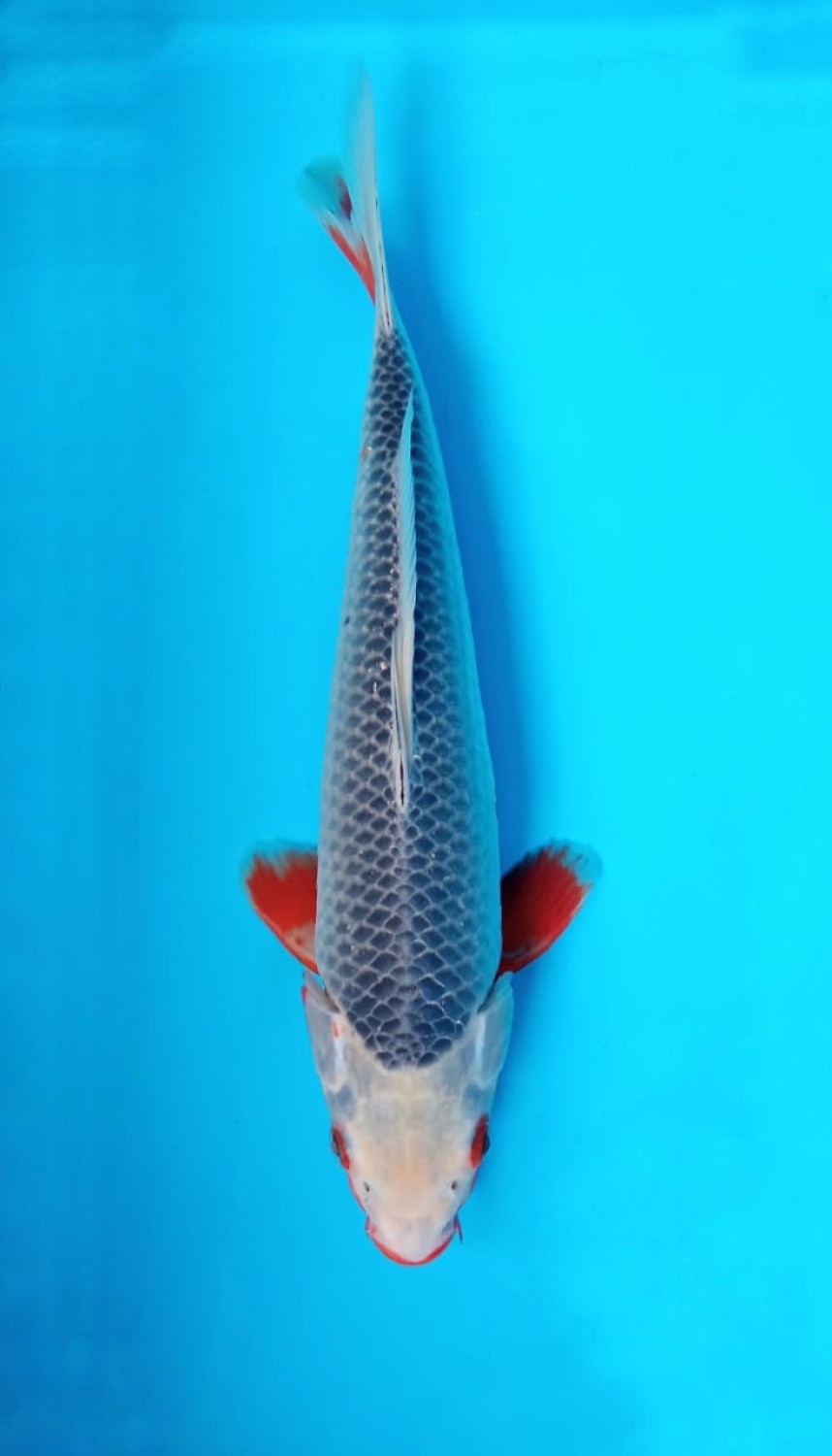 Juara 2