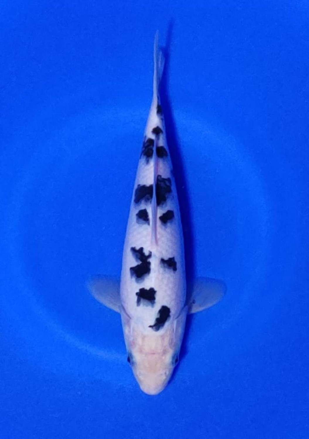 Juara 1