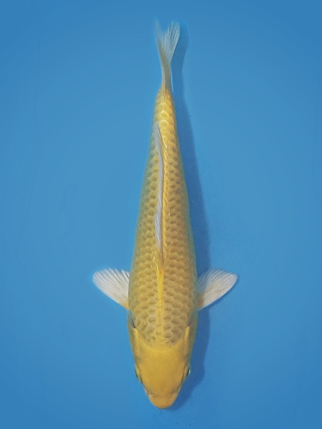 Juara 5