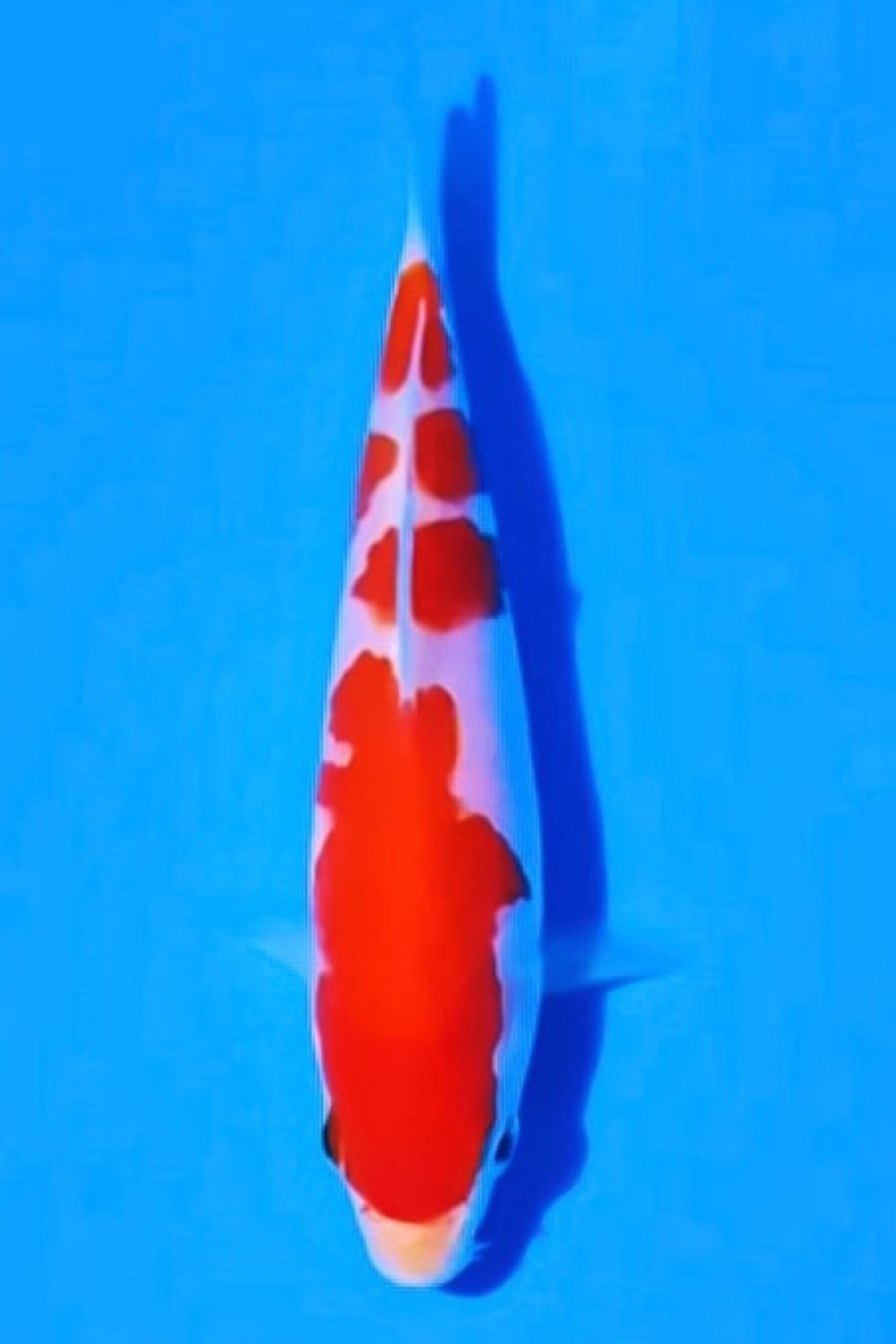 Best In Size A Up To 12 cm