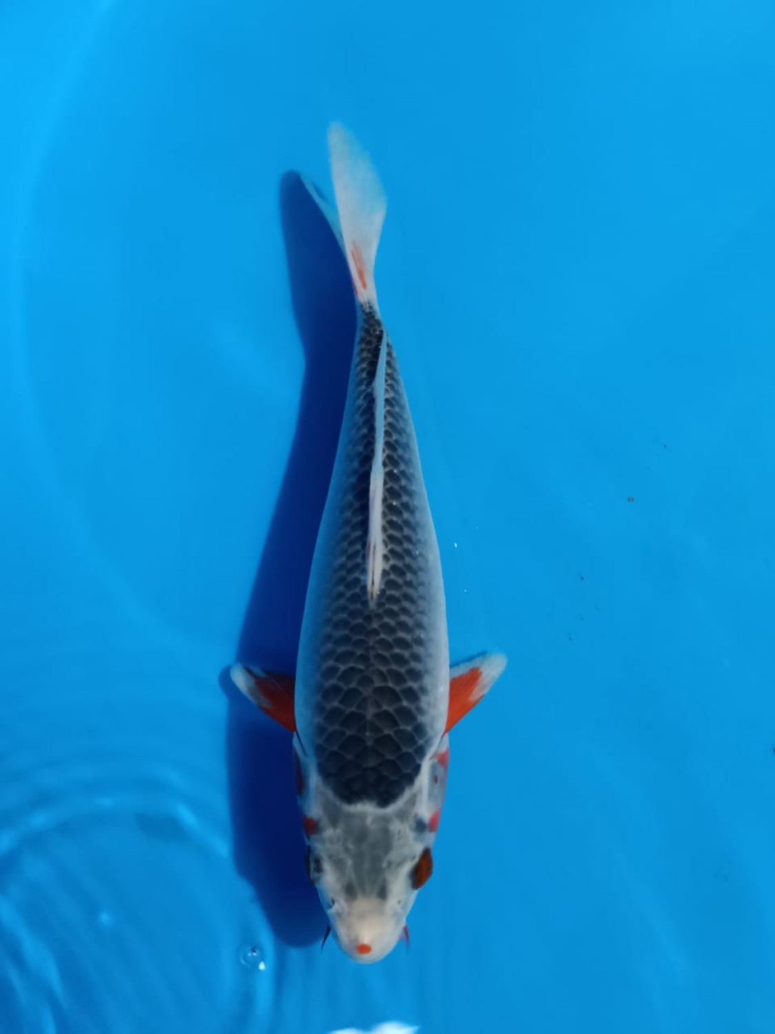 Juara 1