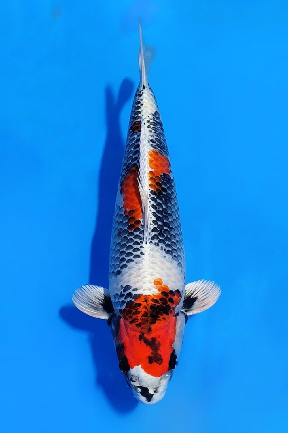 Juara 2