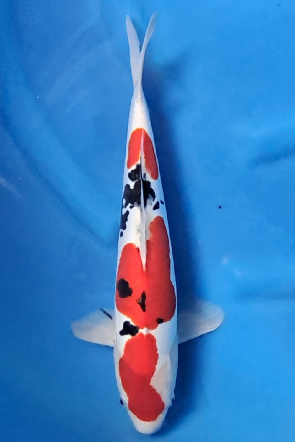 Juara 1