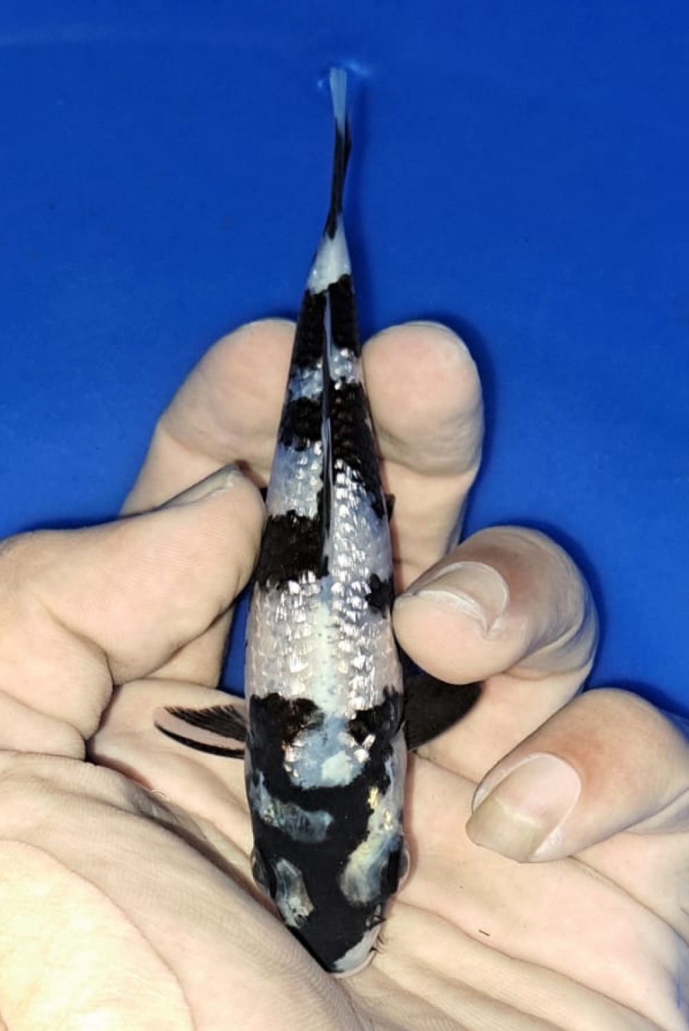 Best In Size C Up To 12 cm