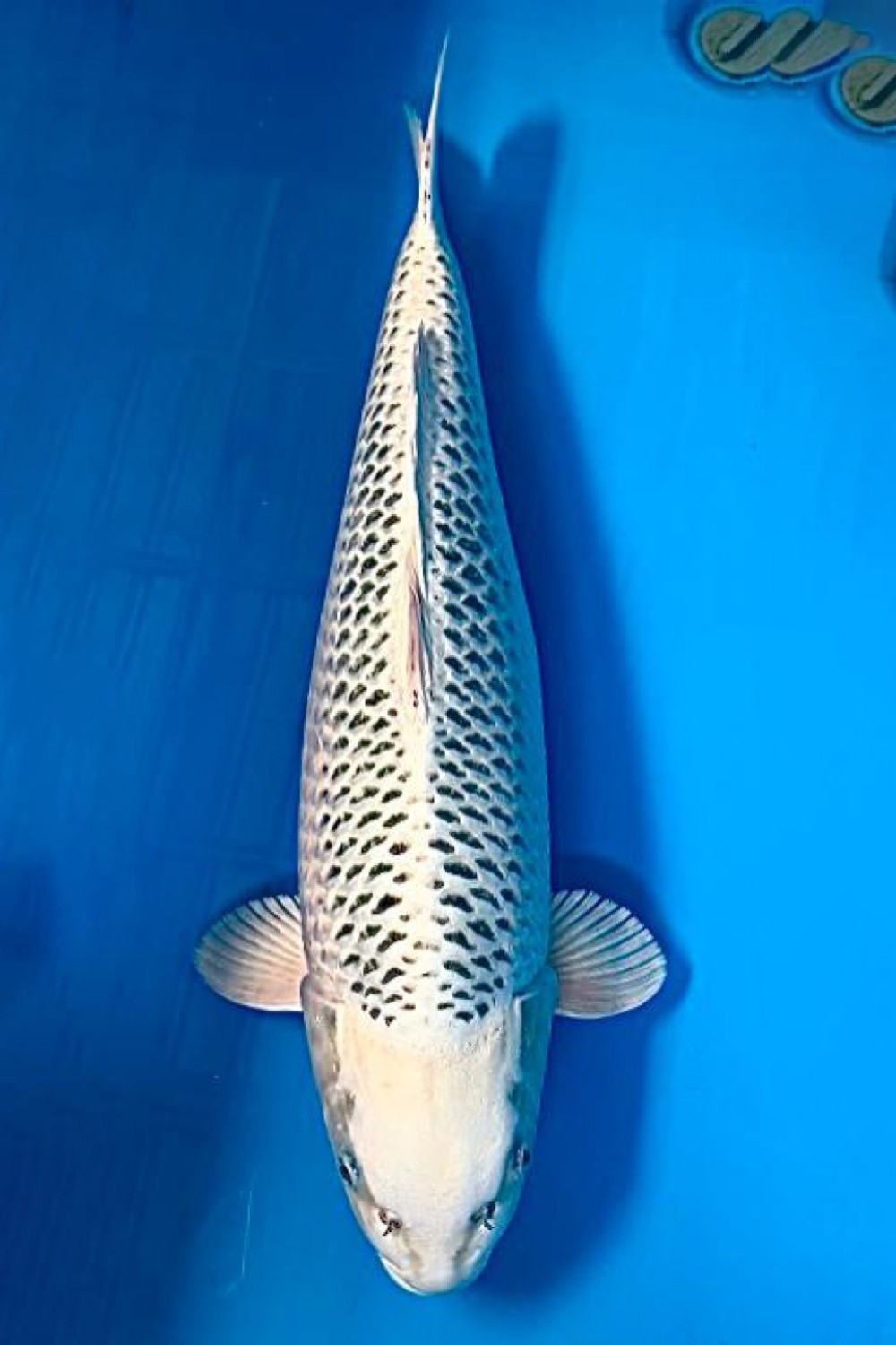 Juara 3