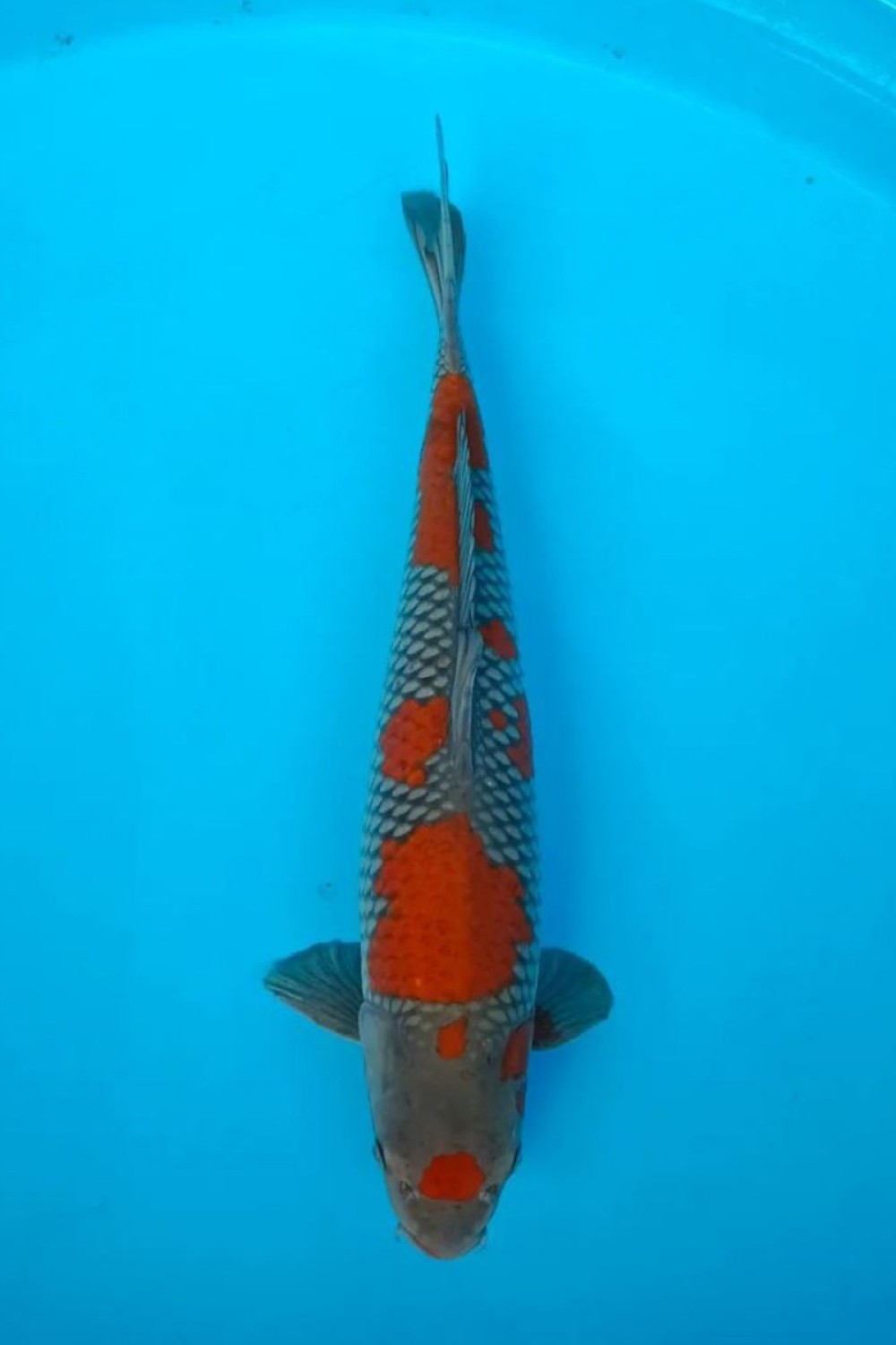Juara 1