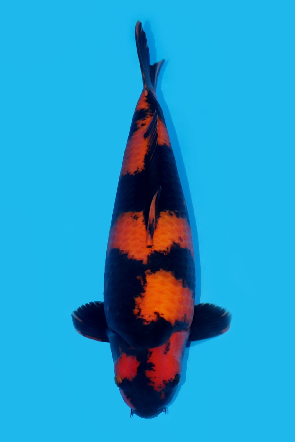 Juara 1