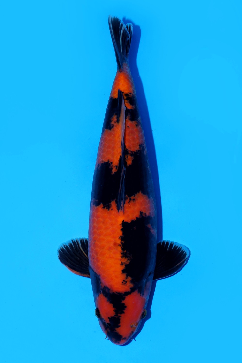 Juara 3