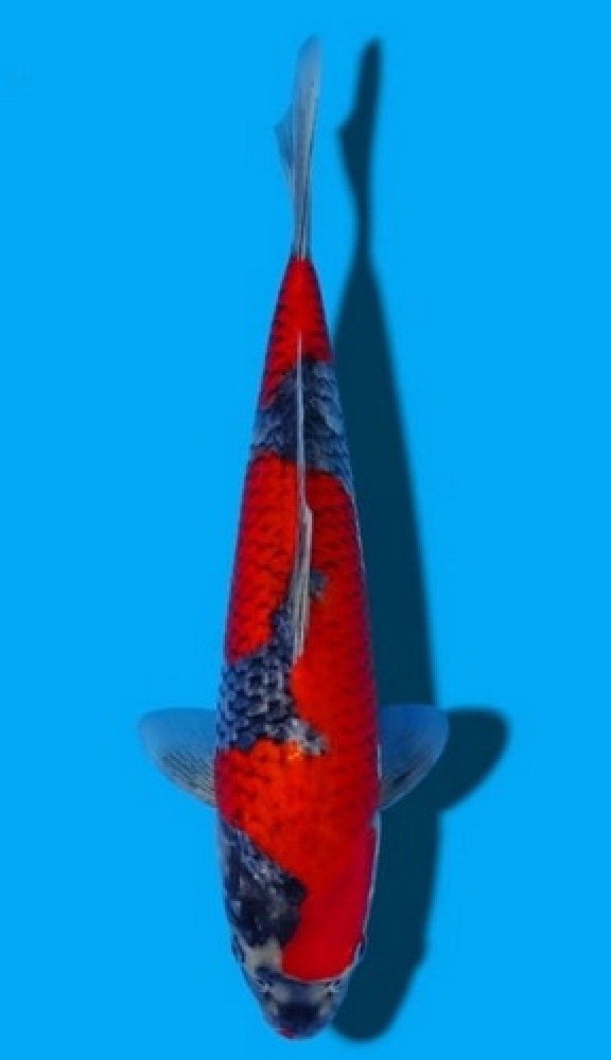 Juara 1