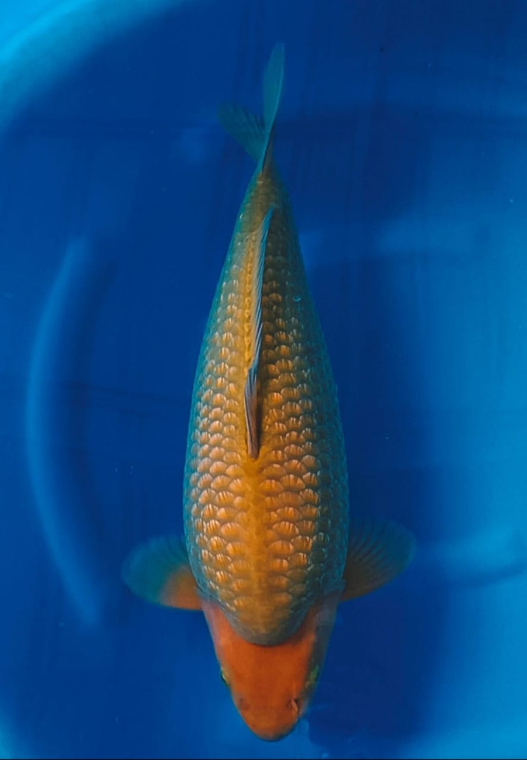 Juara 5