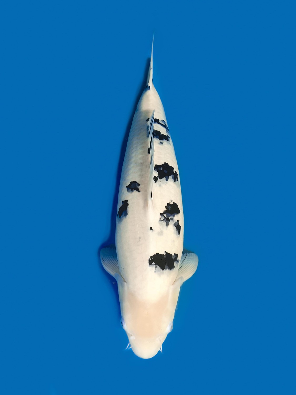 Juara 2