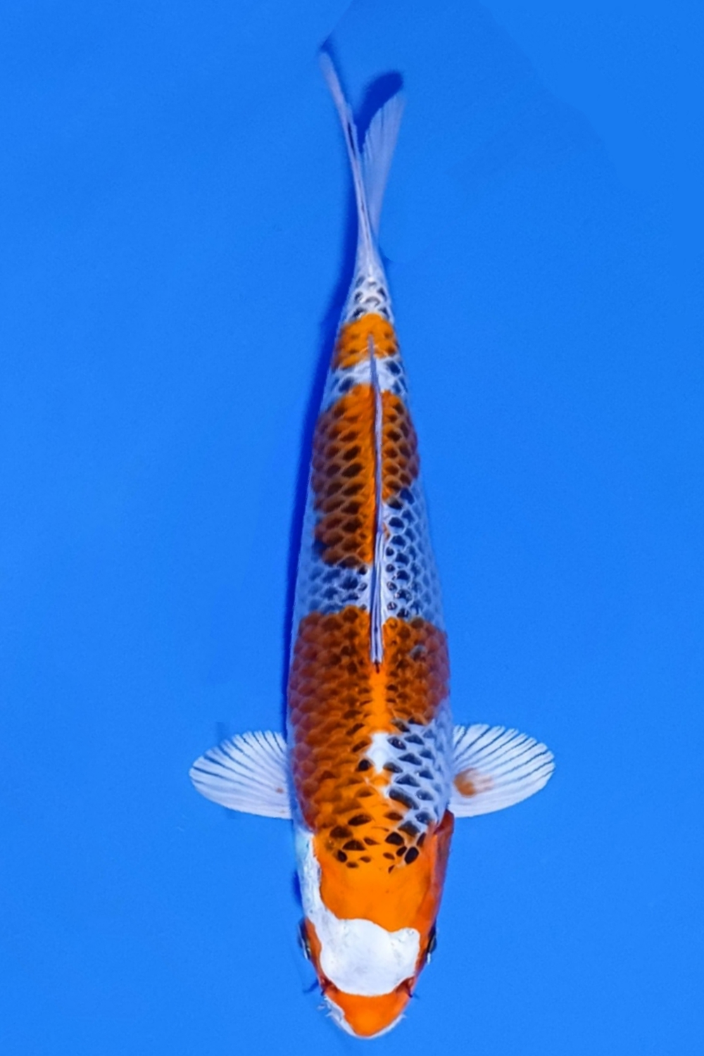 Juara 2