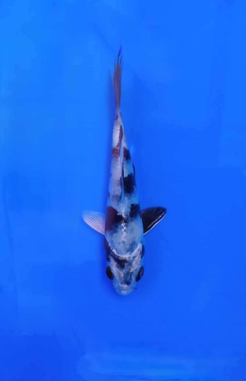 Juara 2