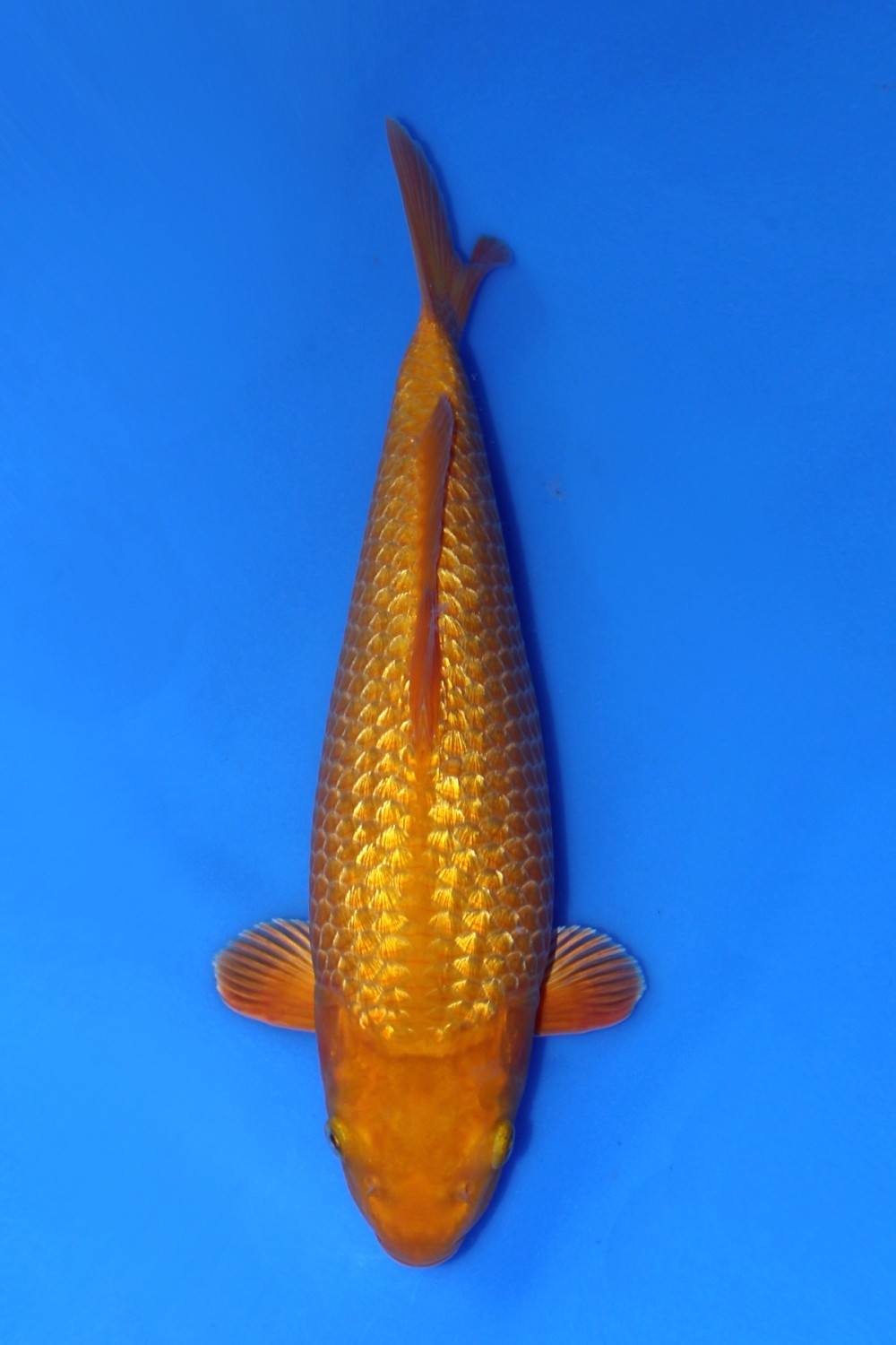 Juara 5