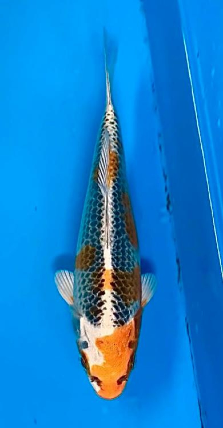 Juara 5