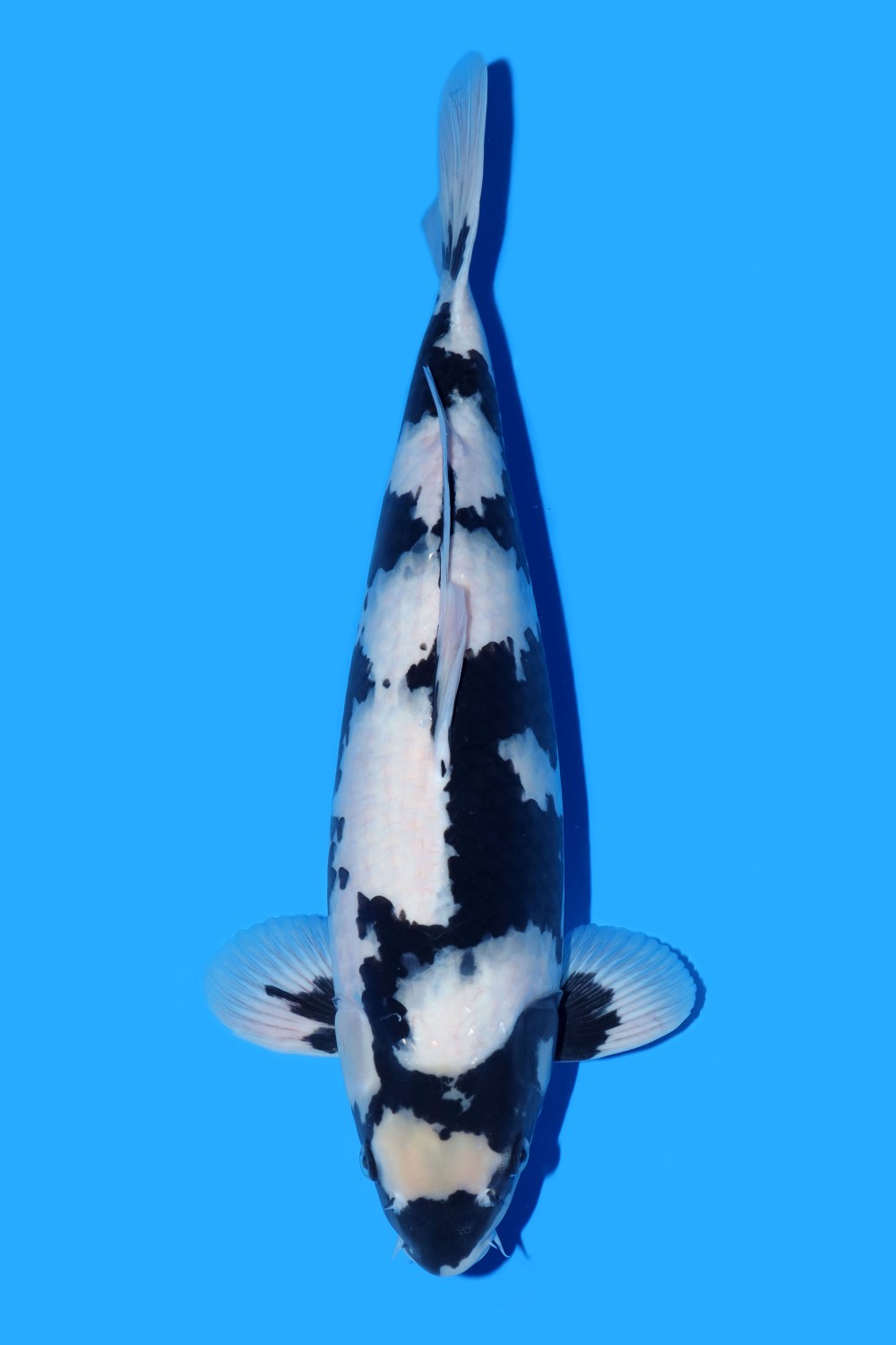Juara 4