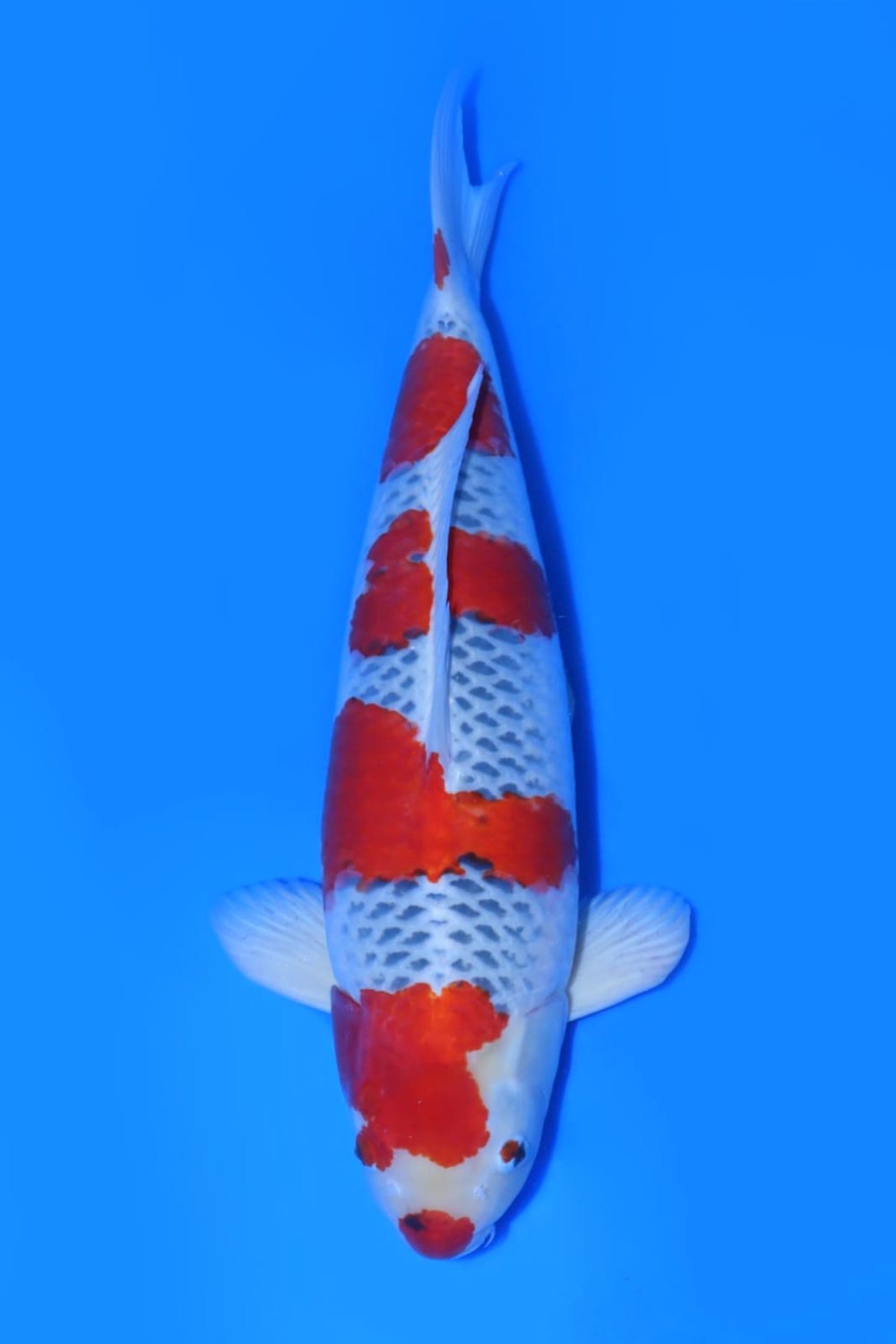 Juara 2