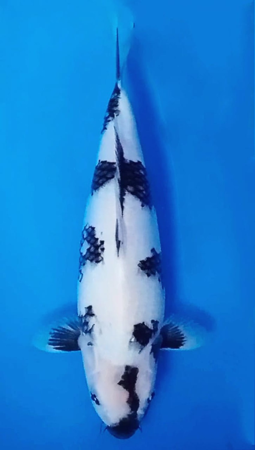 Juara 4