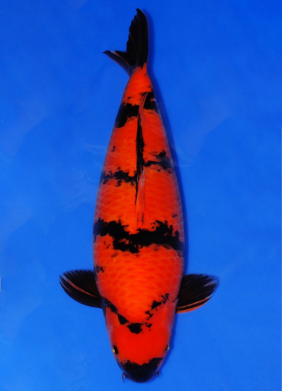 Juara 4