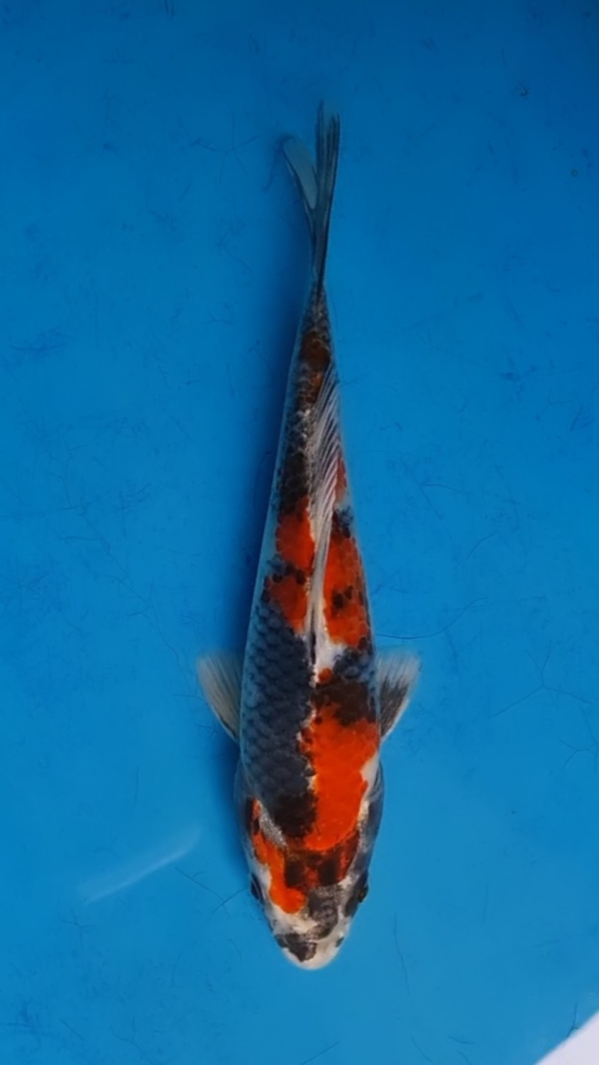 Juara 5