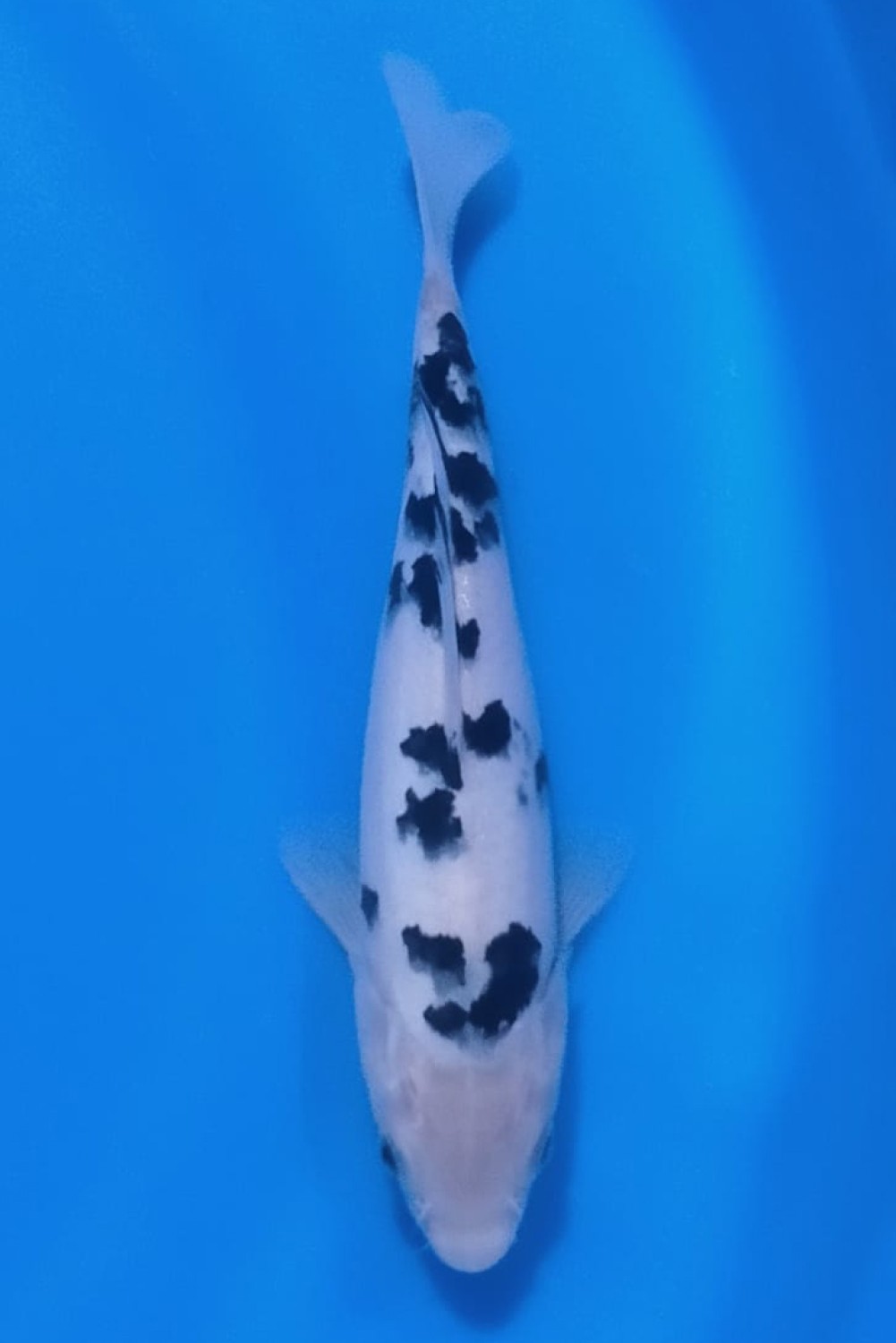 Juara 2