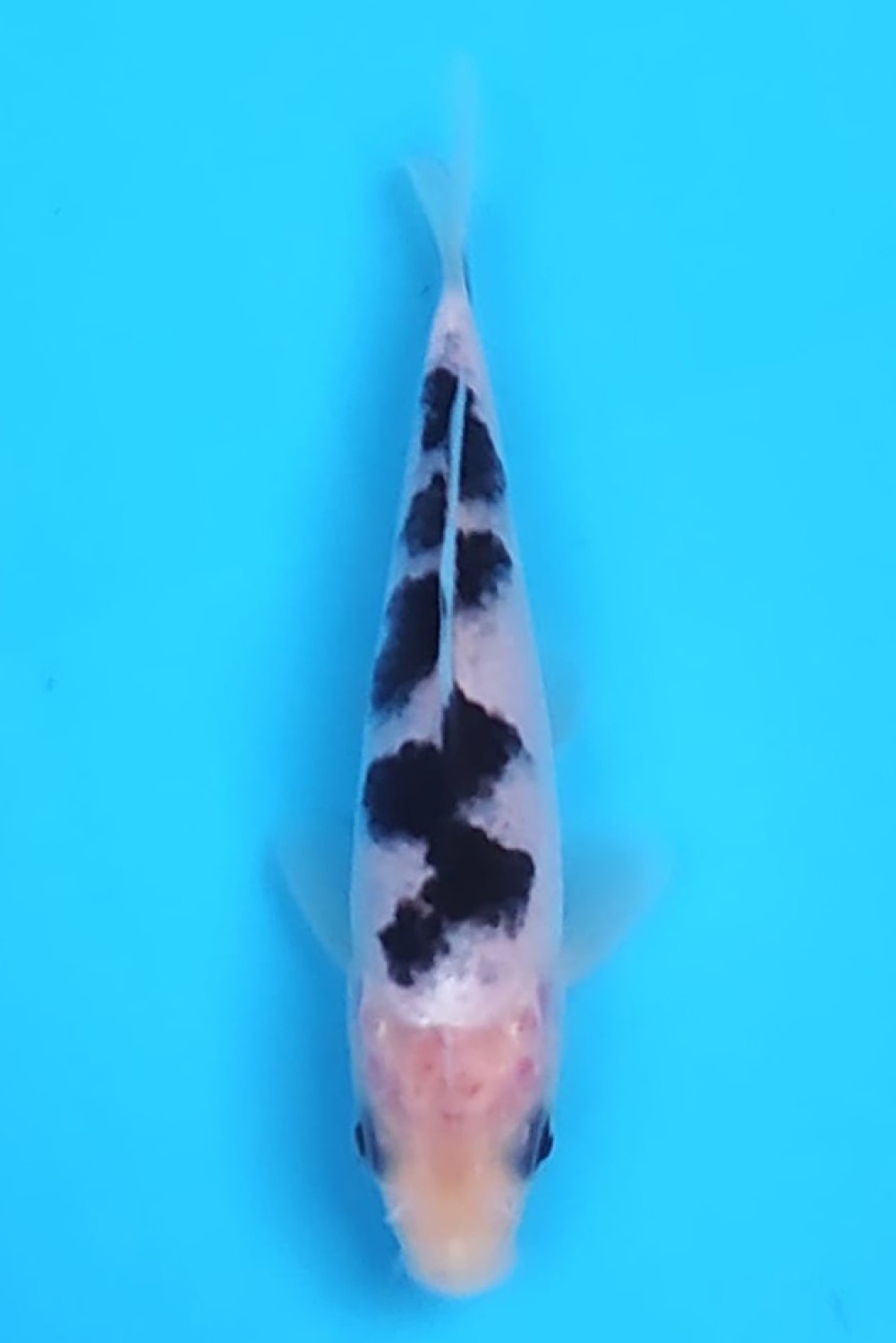 Juara 5