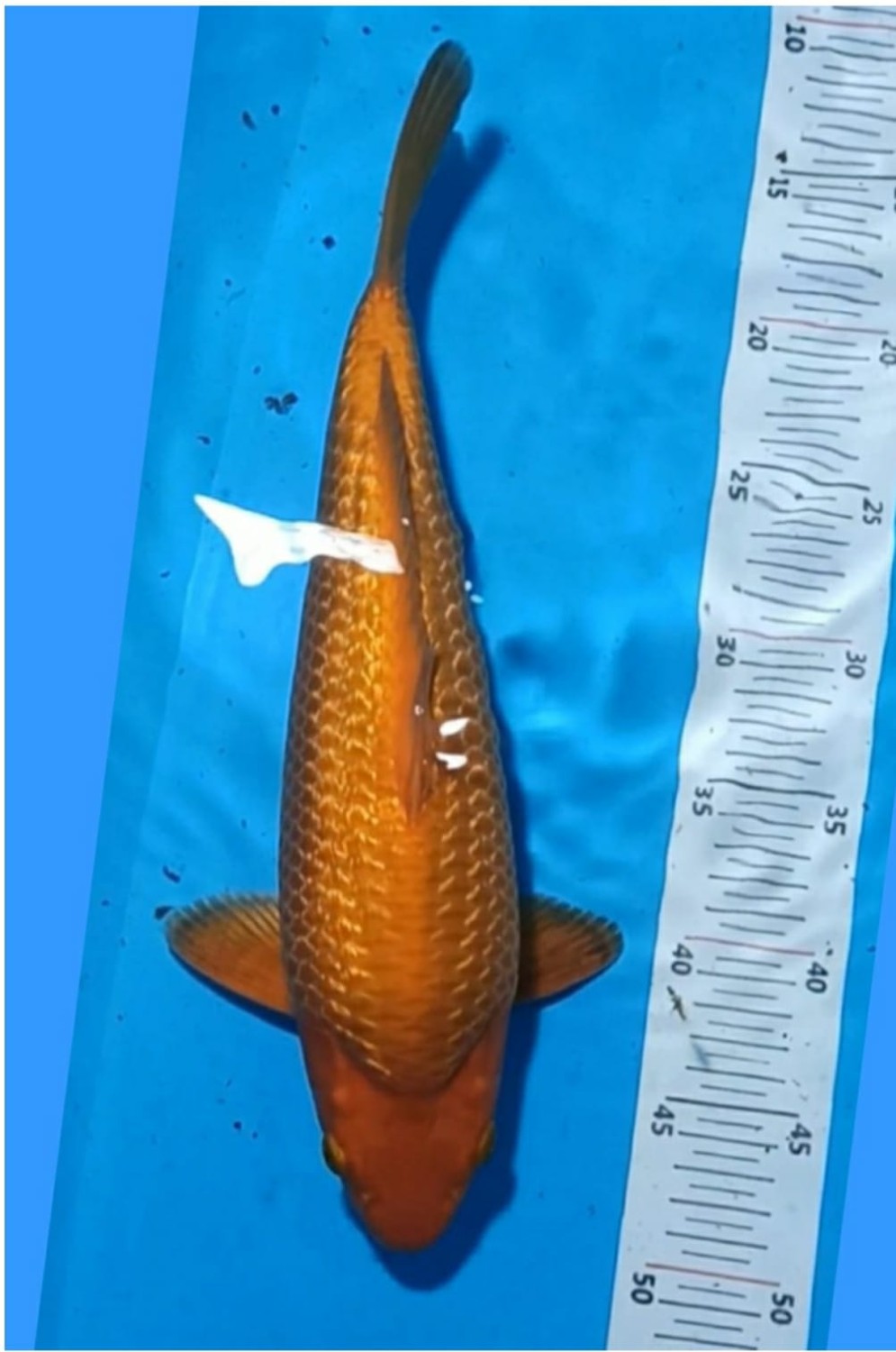Juara 3