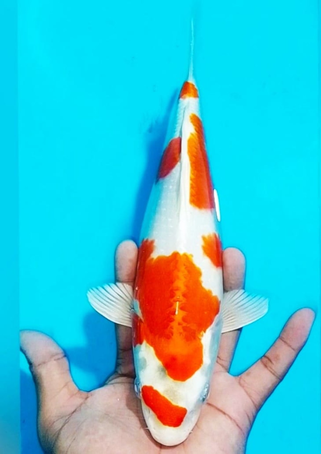 Juara 5