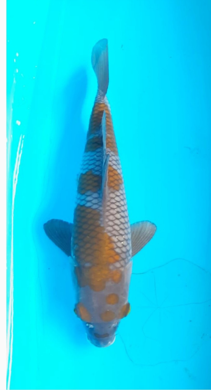 Juara 1