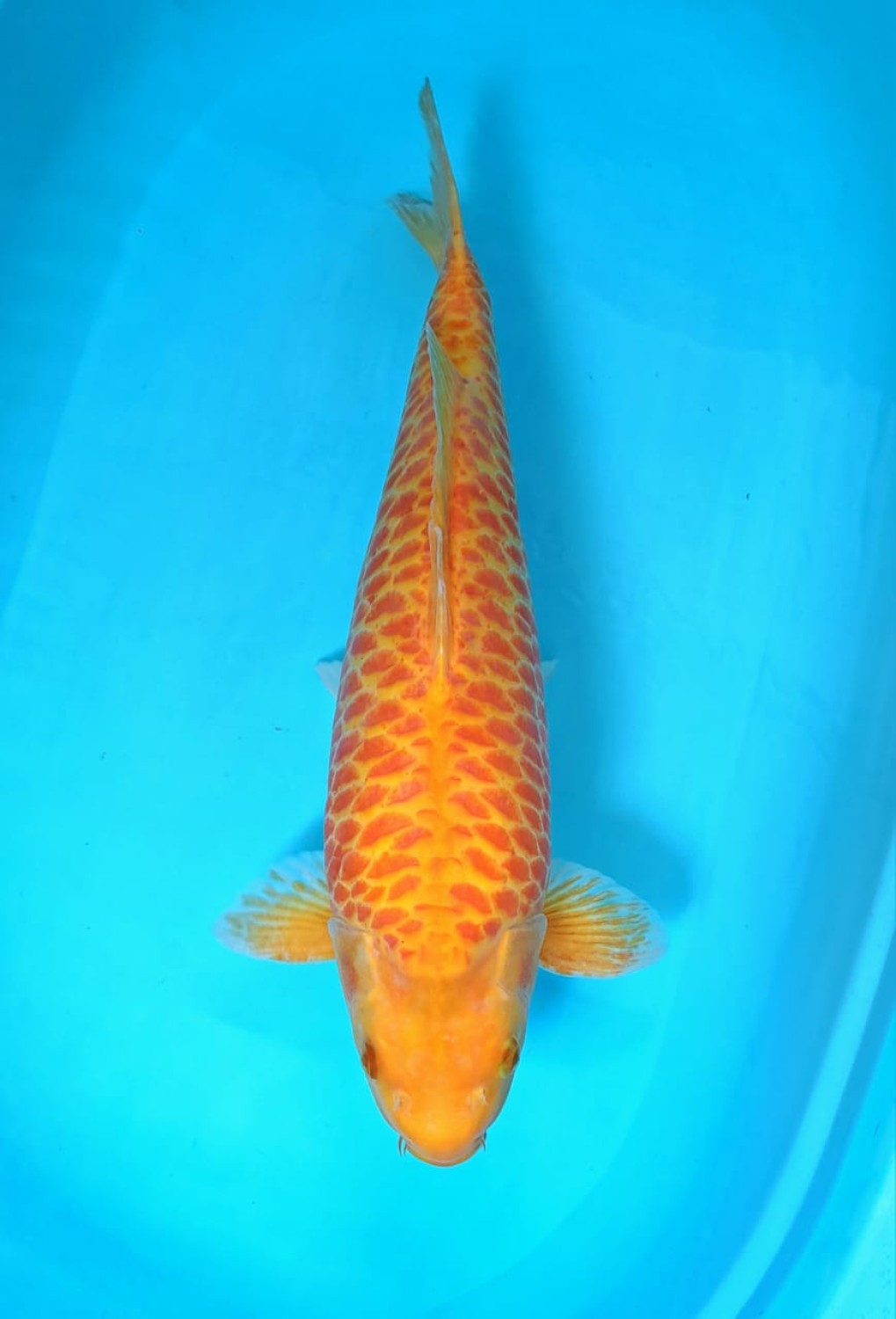 Juara 2