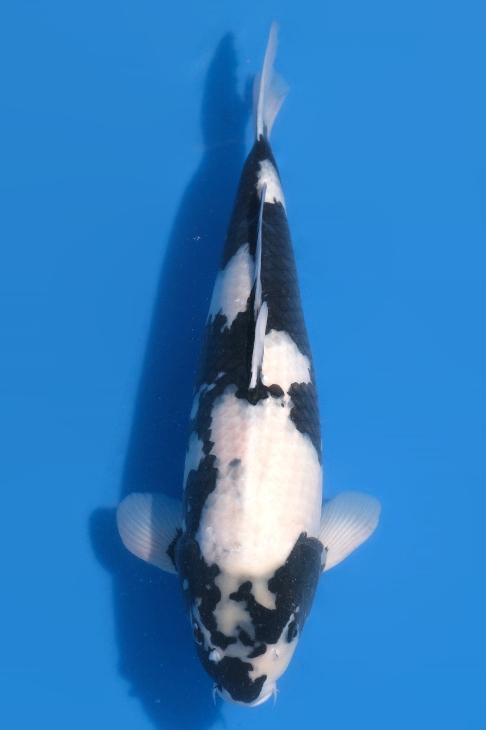 Juara 2