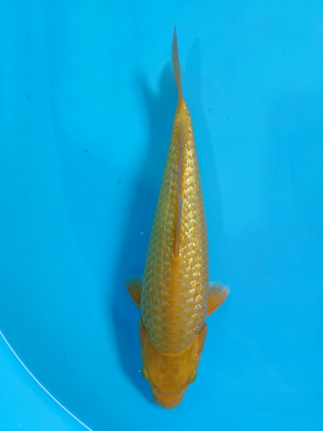 Juara 4