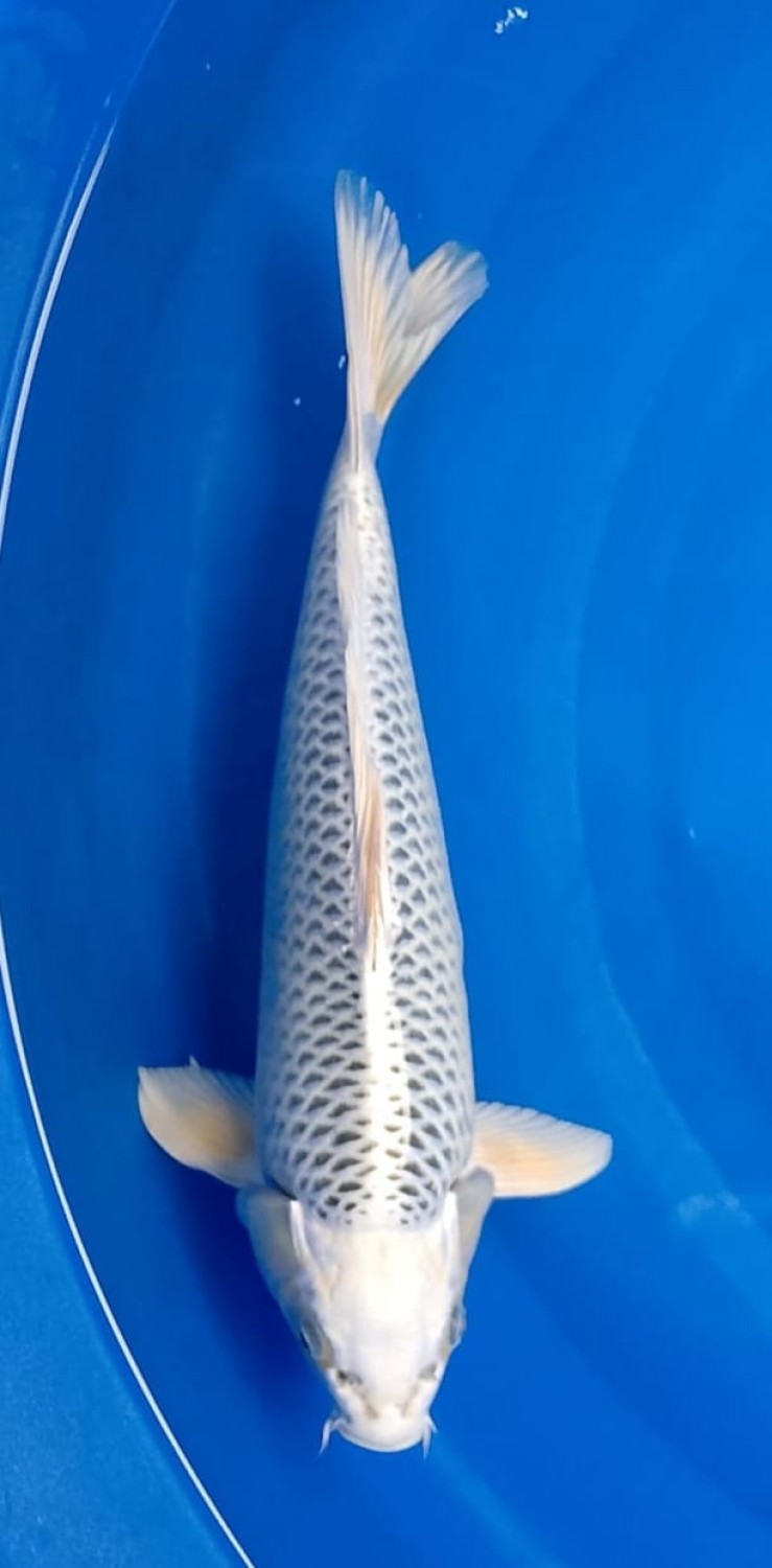 Juara 3