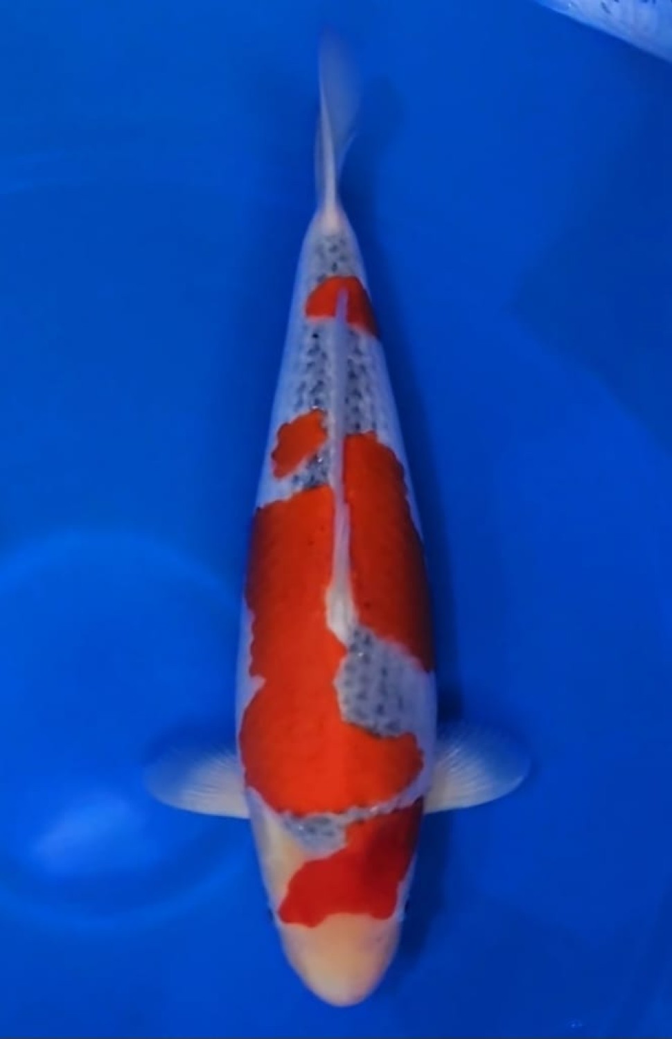 Juara 1