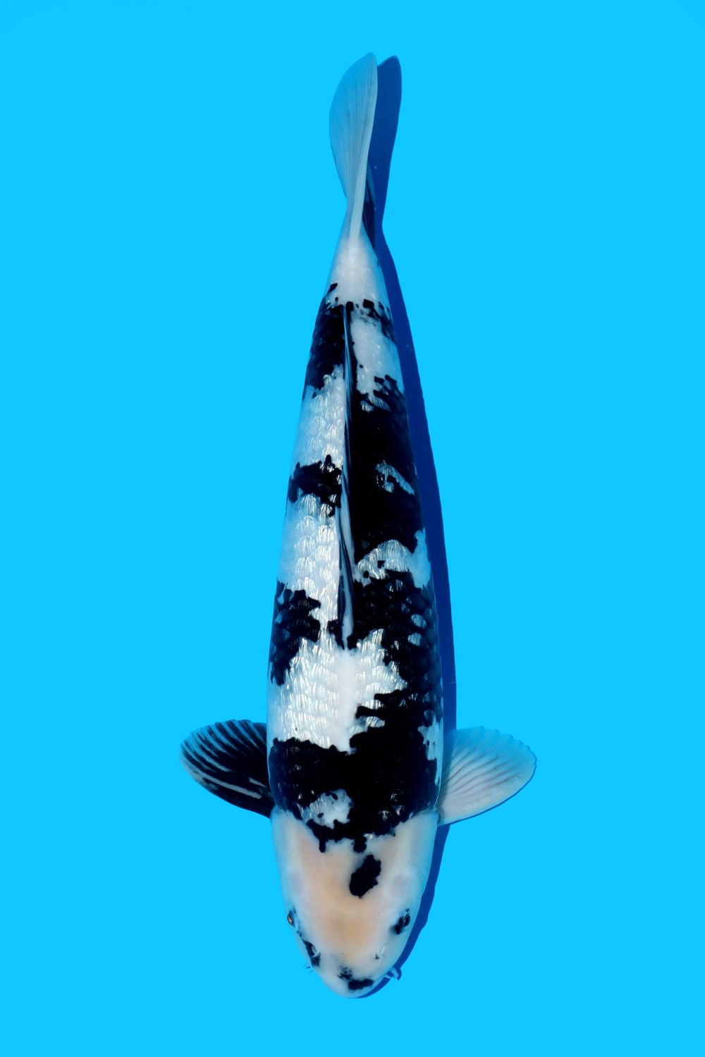 Juara 4