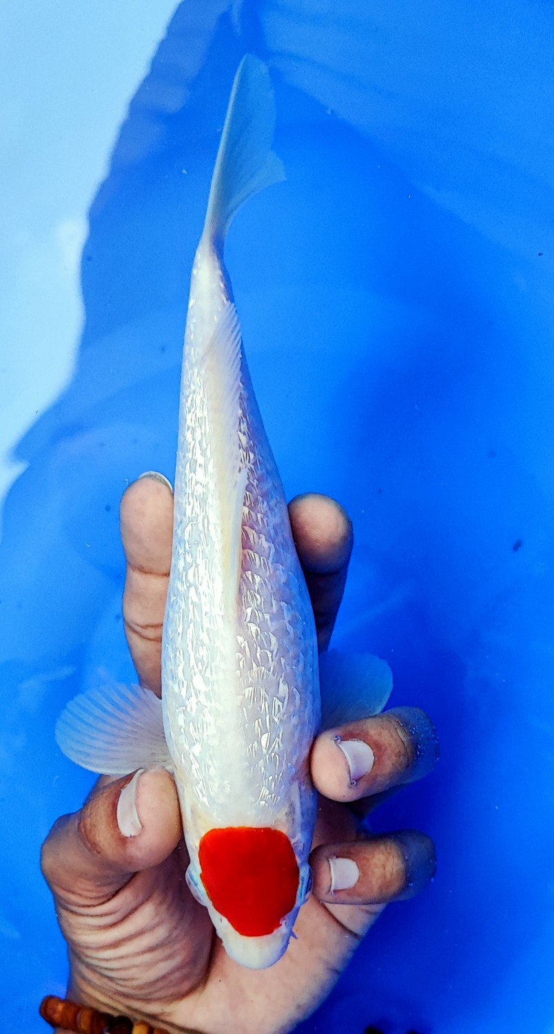 Juara 3