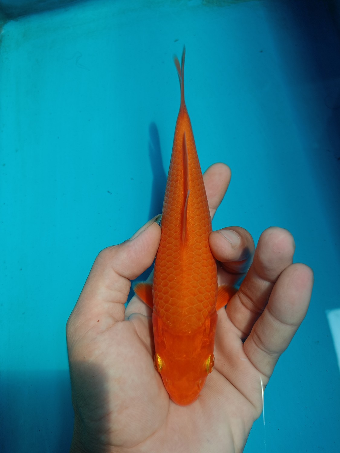 Juara 1