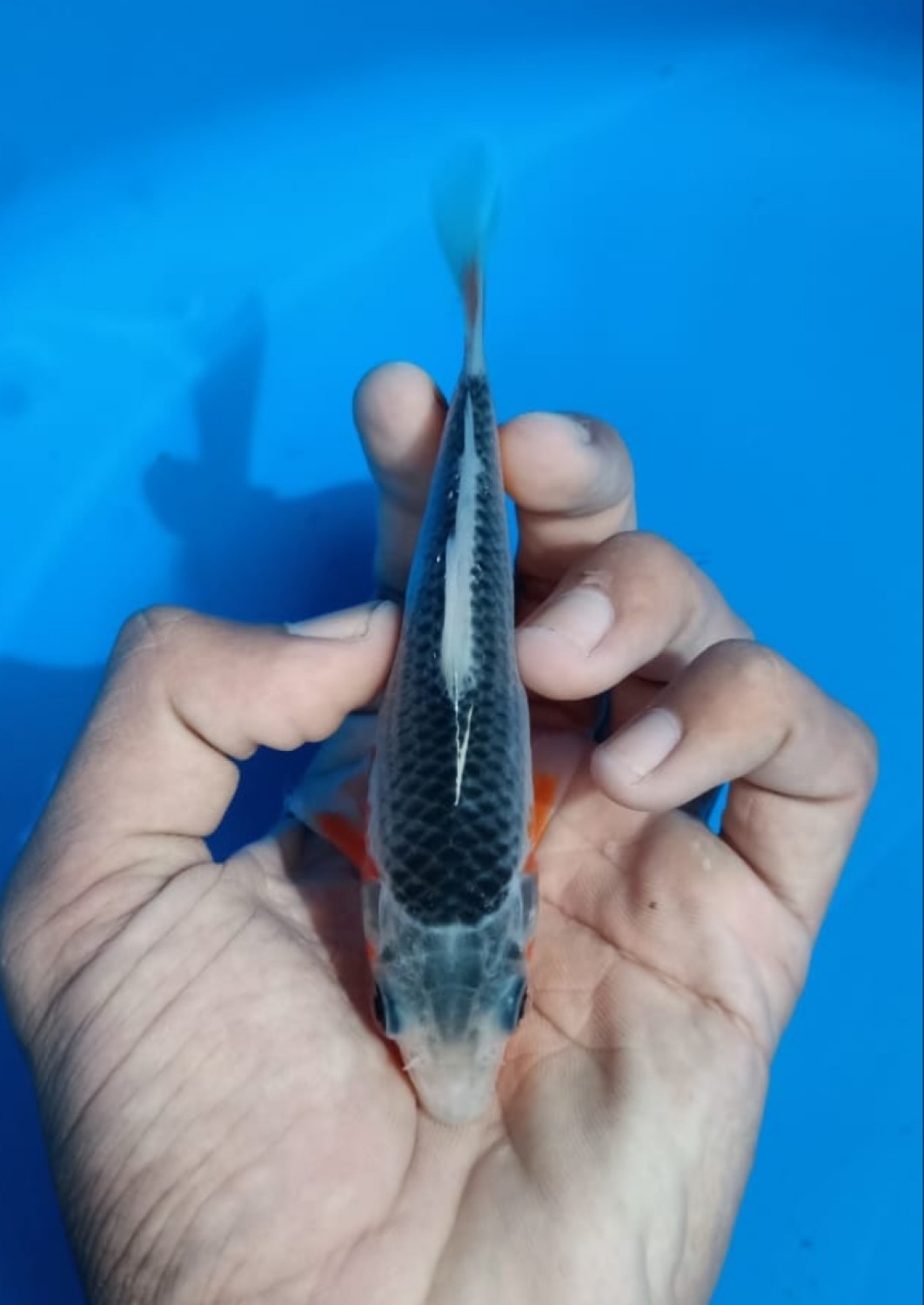 Juara 2