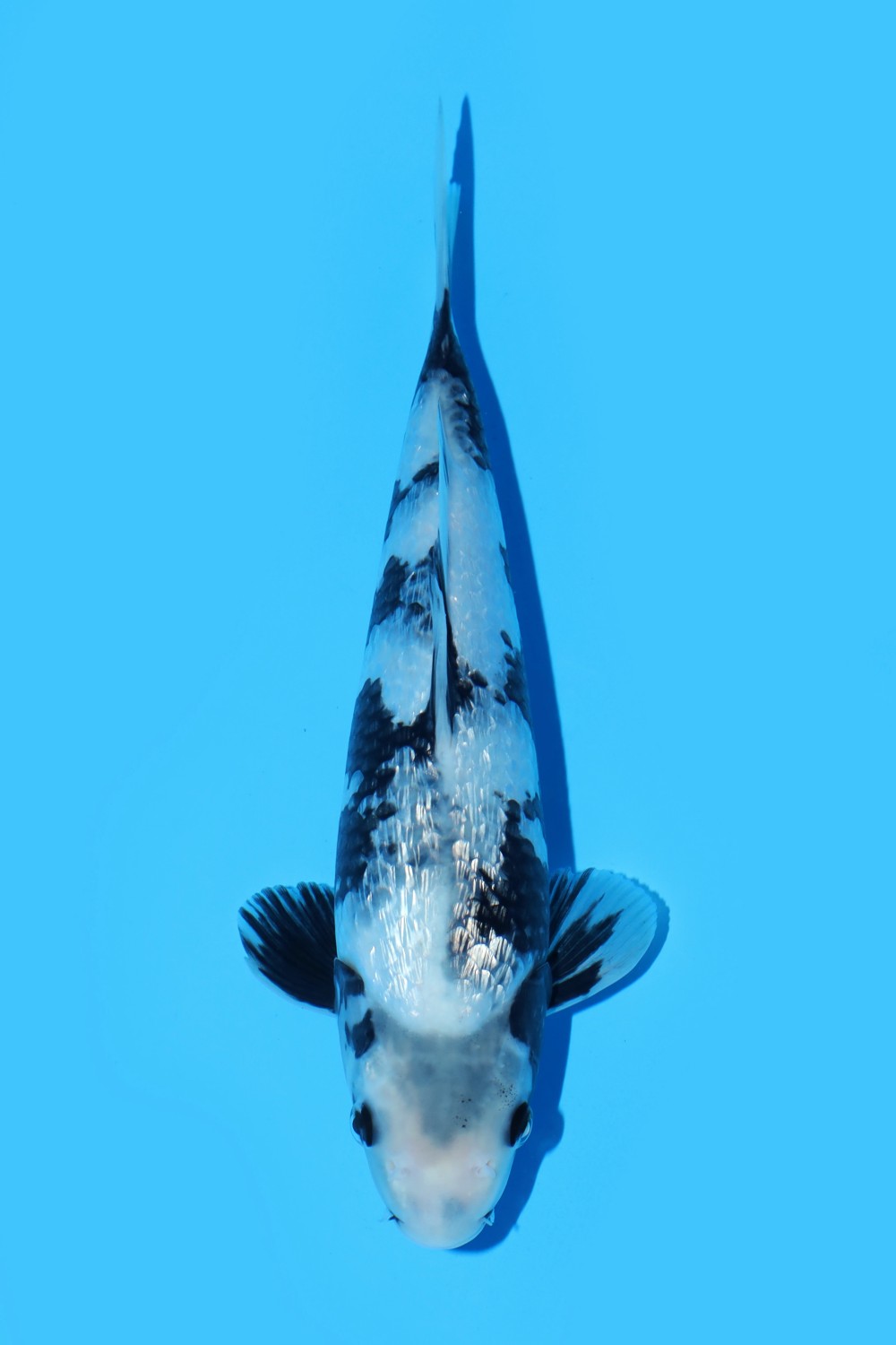 Juara 1