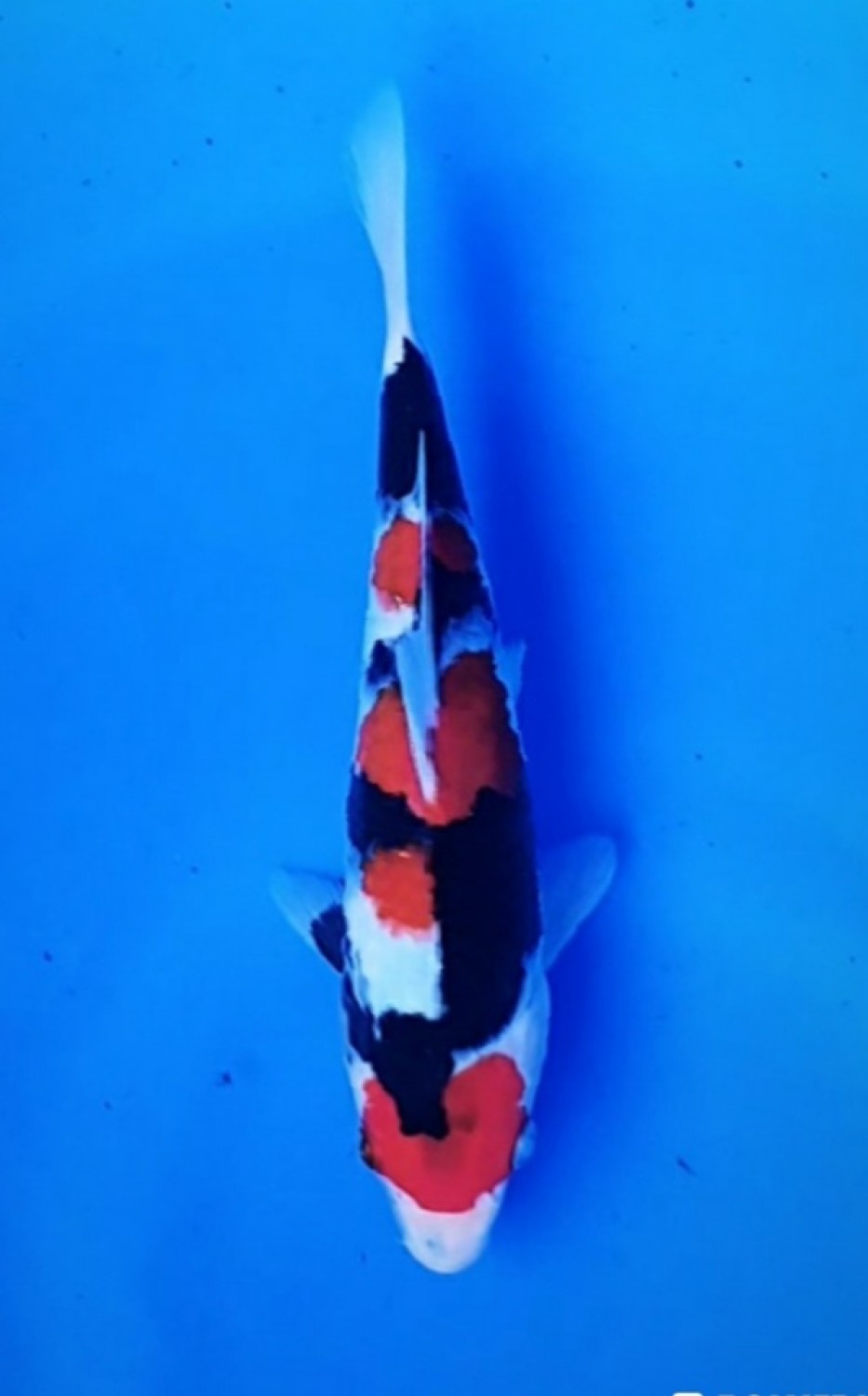 Juara 1