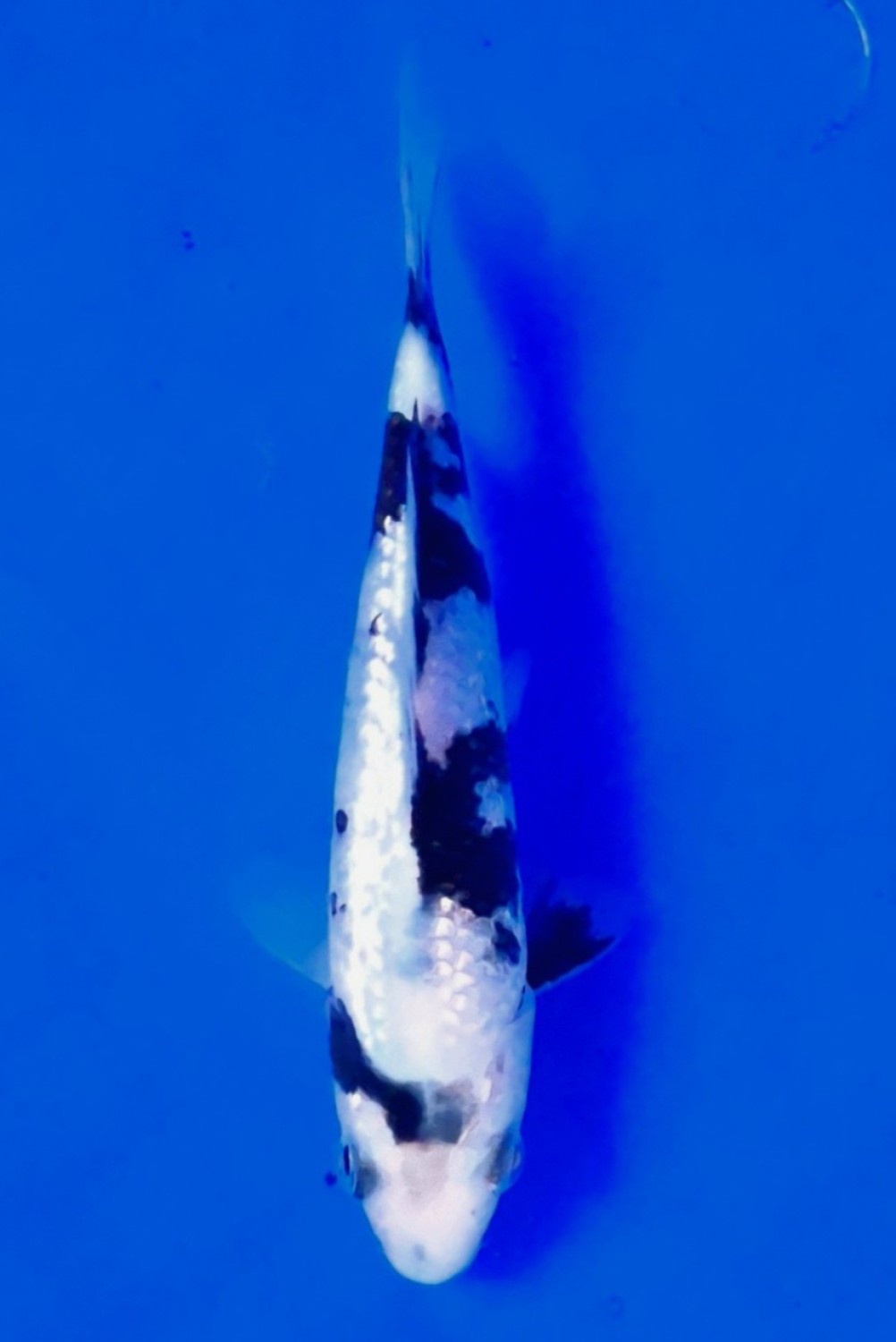 Juara 1