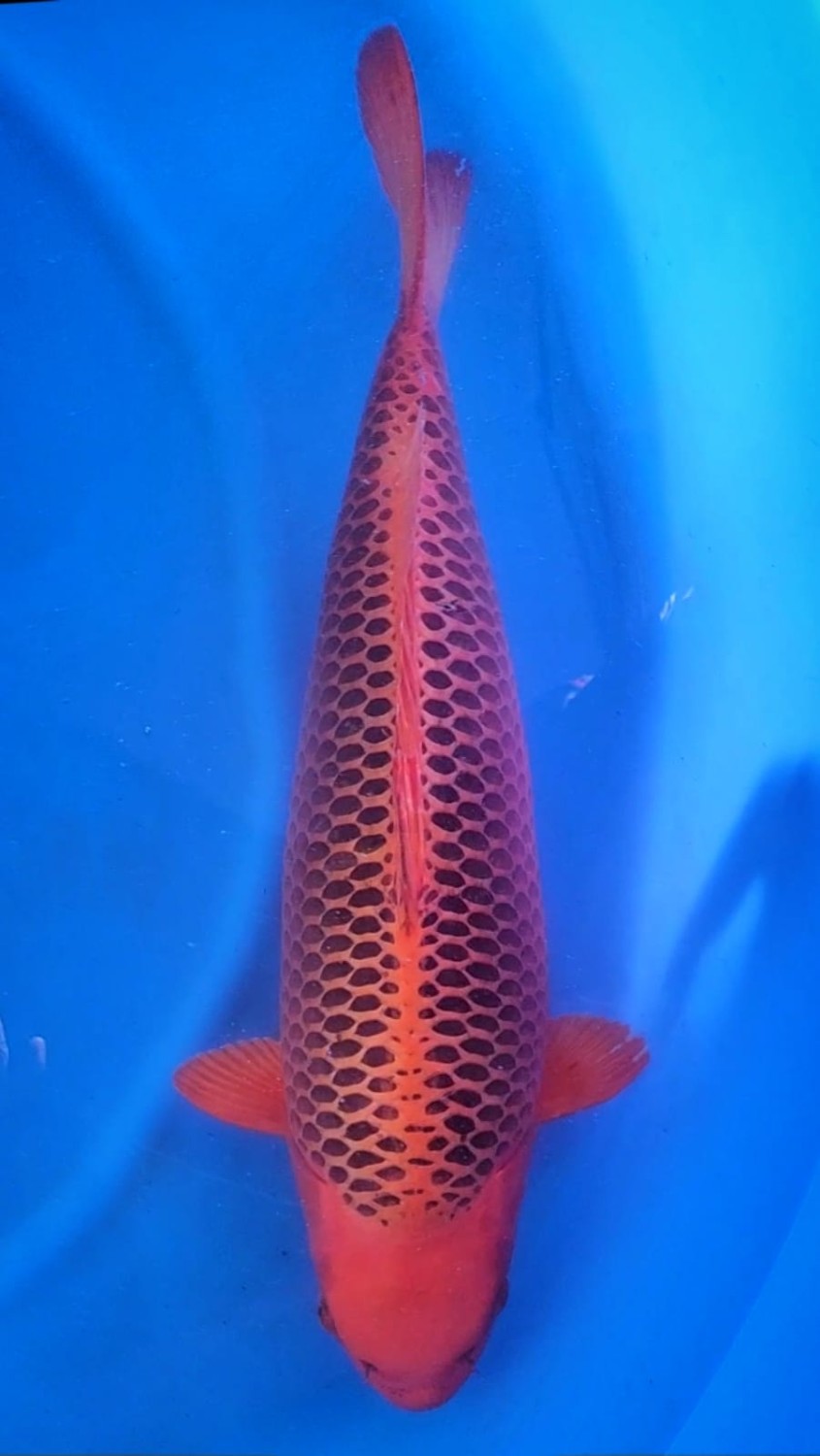 Juara 1