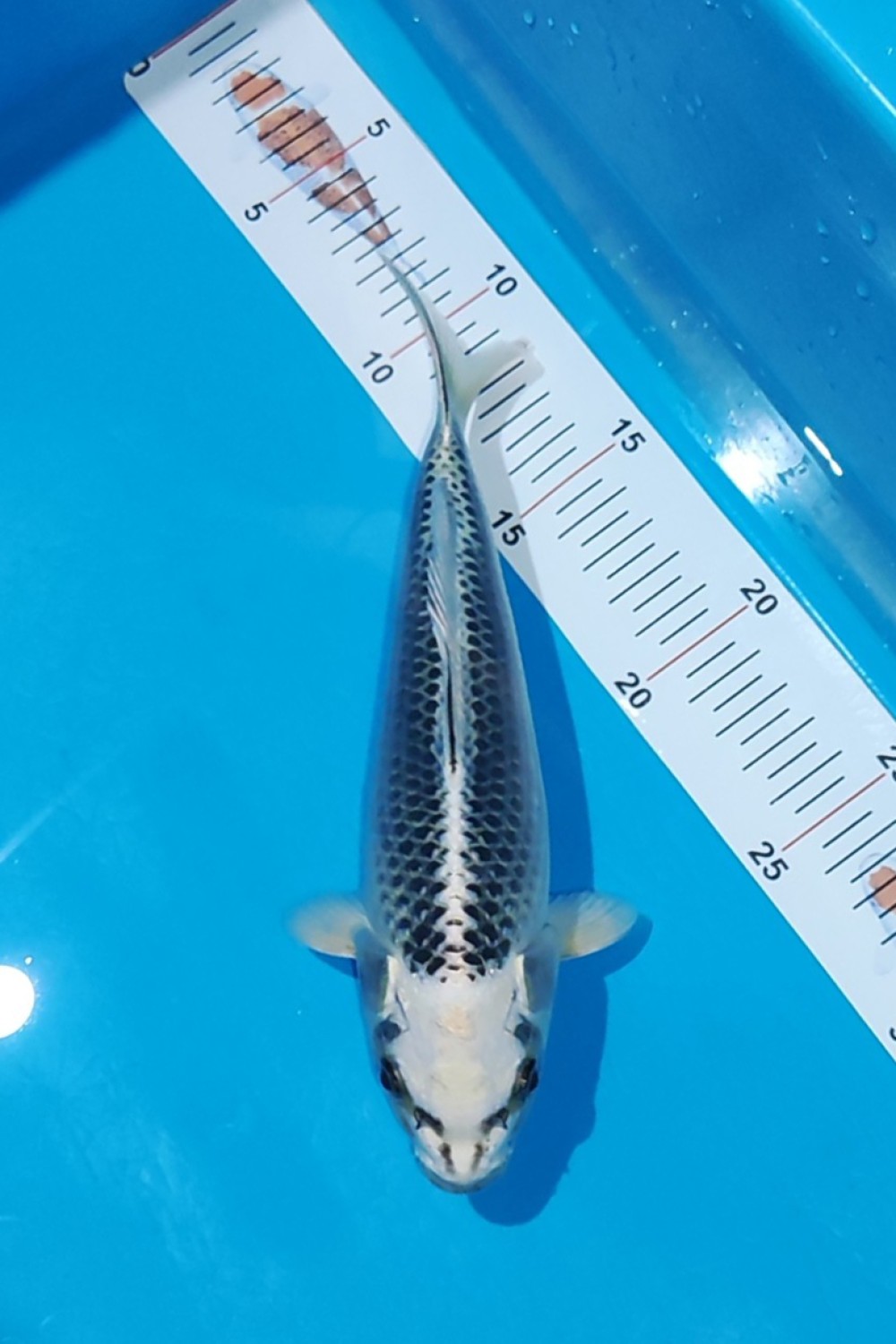 Best In Size E 26 - 30 cm