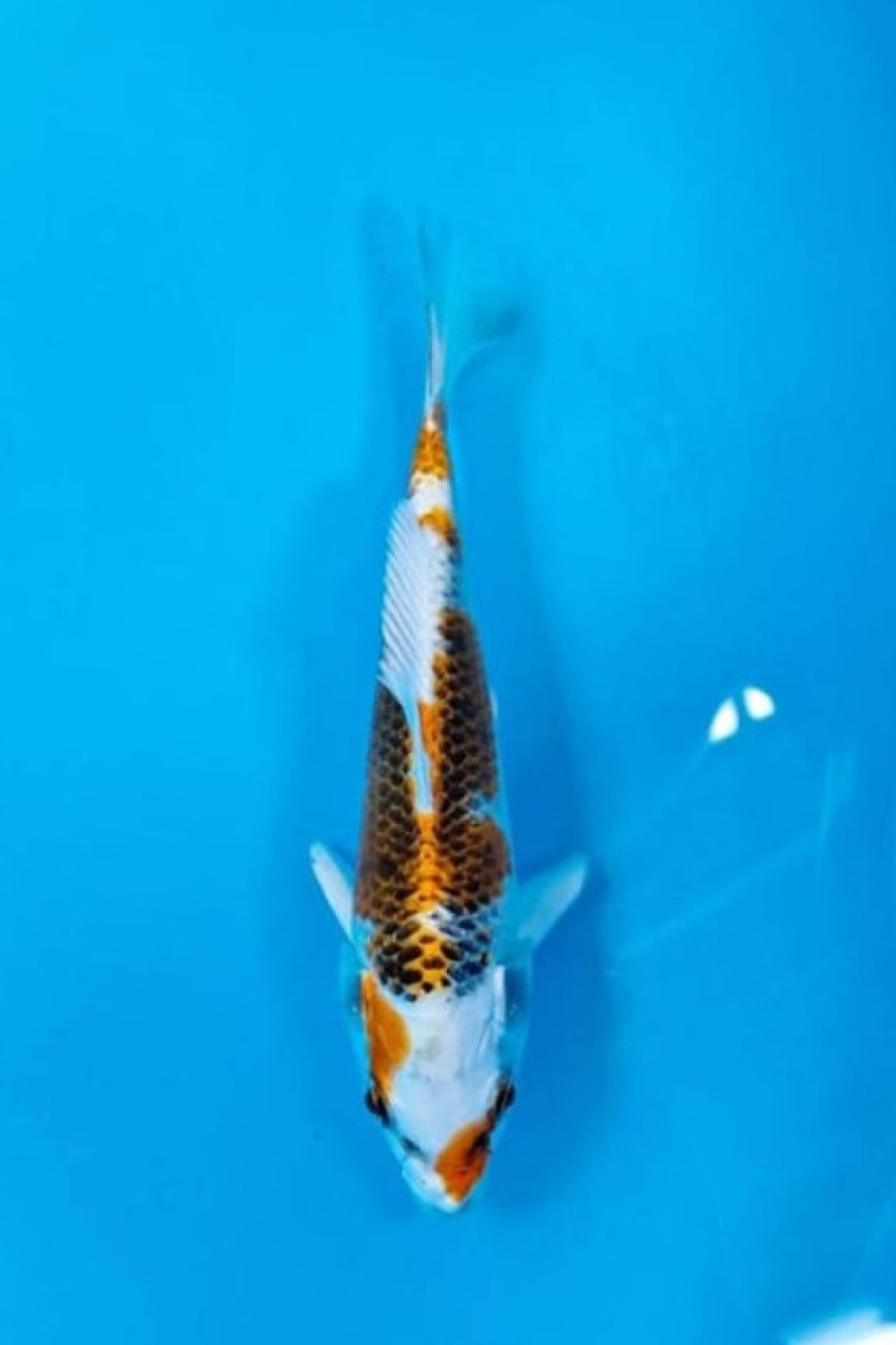 Juara 1