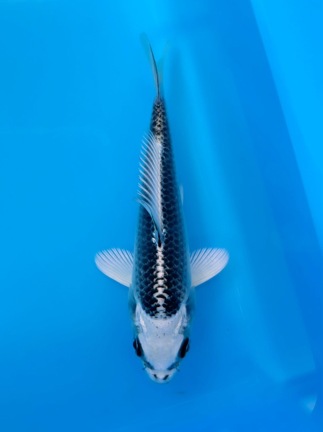 Best In Size E 13 - 15 cm