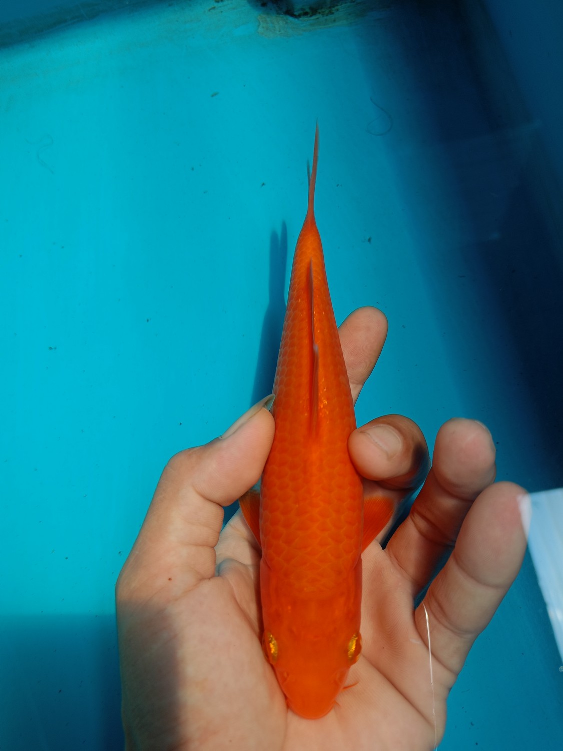 Juara 5
