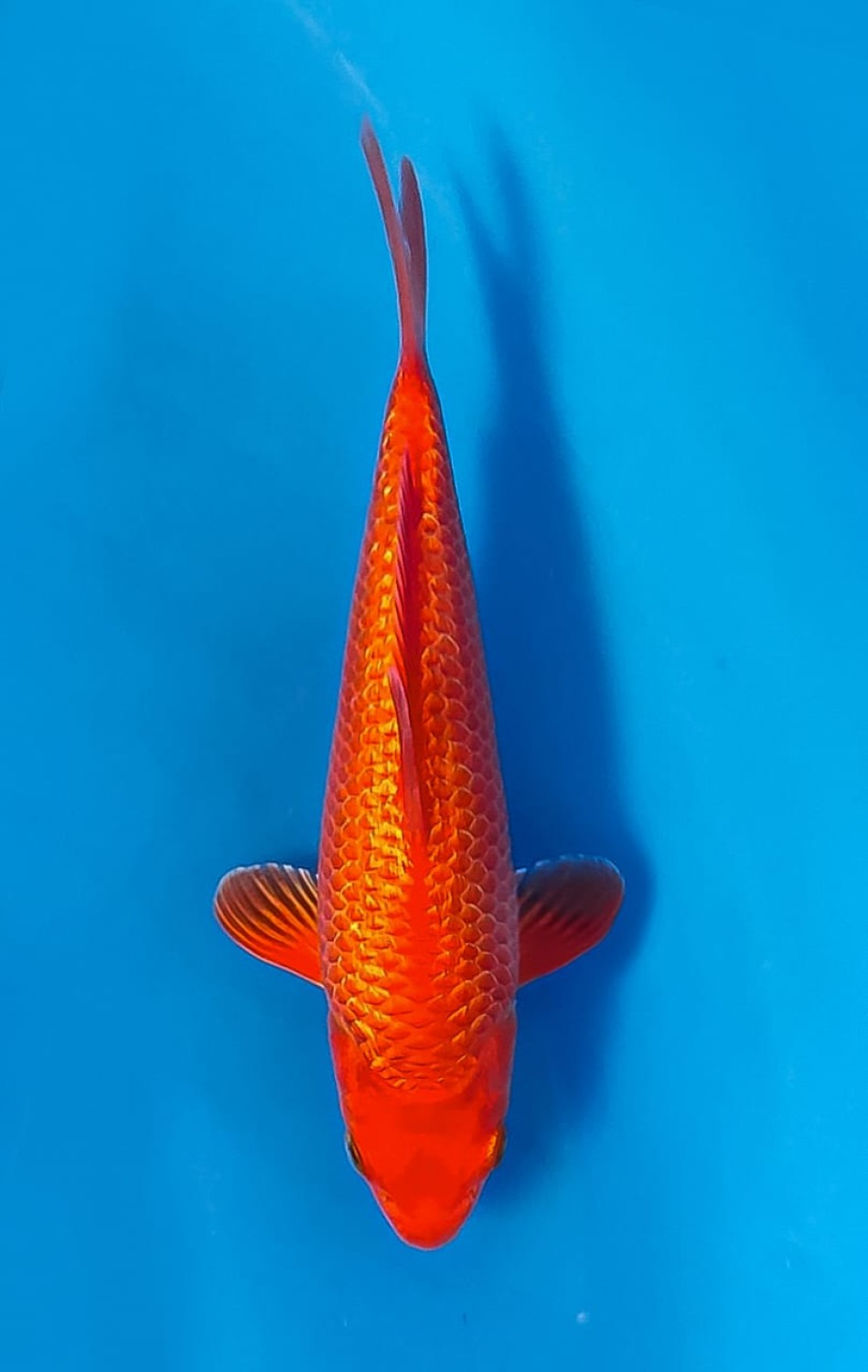 Juara 1