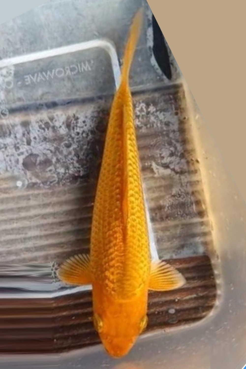 Juara 1