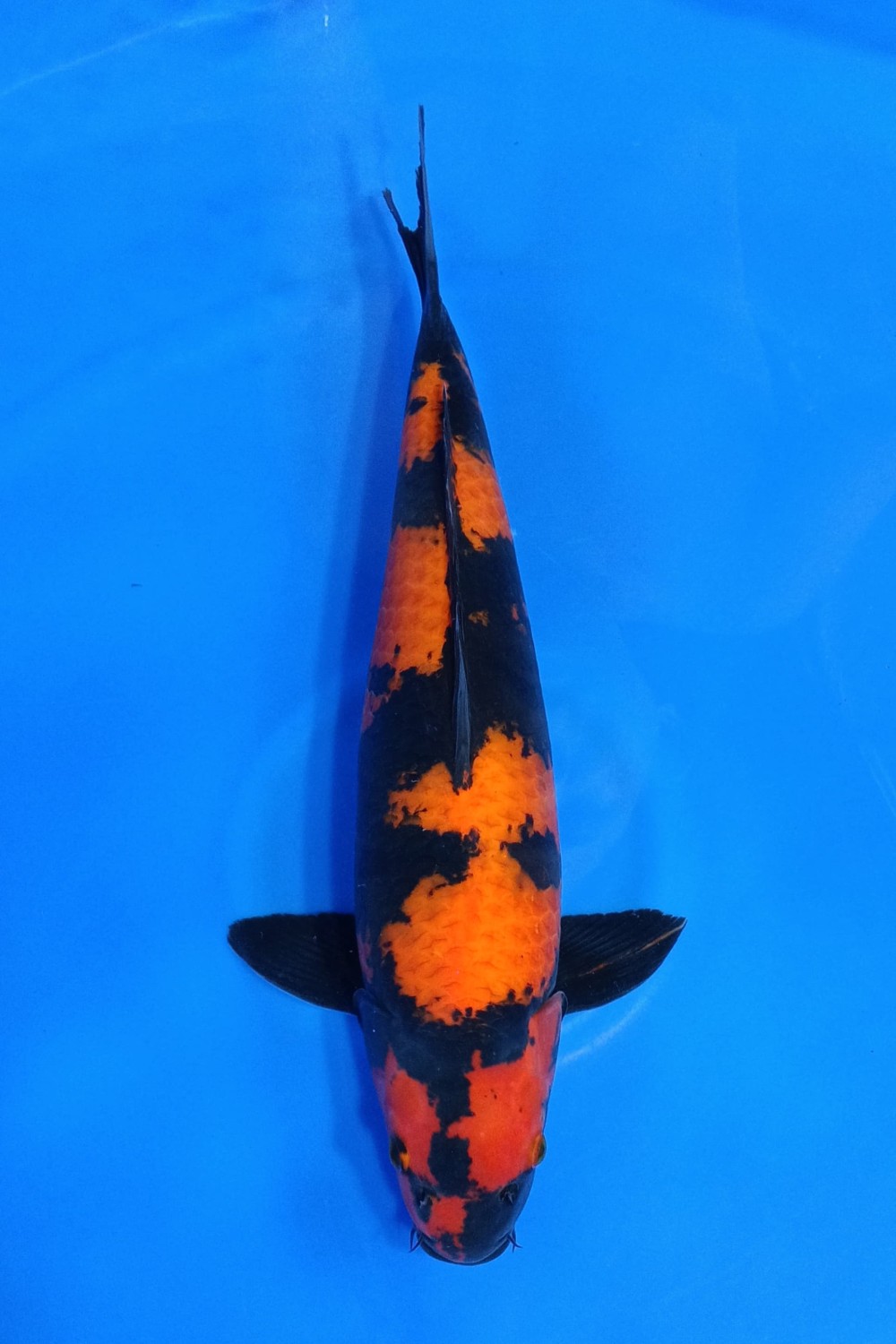 Juara 5
