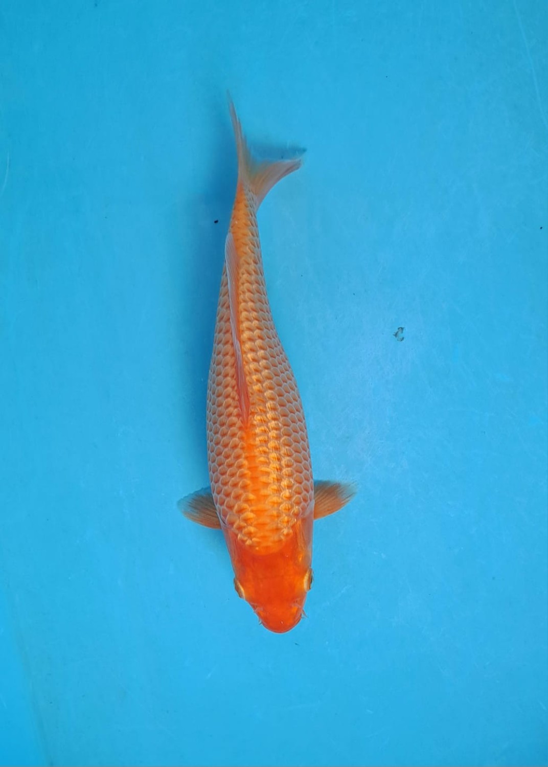 Juara 1